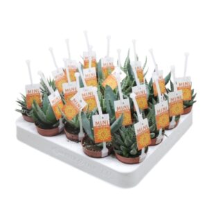 Aloe Aloë/Haworthia mix 5,5 cm met picker+etiket
(20 Plants/Order)(5.5cmP 15cmH)
