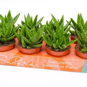 Aloe mitriformis Aloe perfoliata 12
(8 Plants/Order)(12cmP 15cmH)