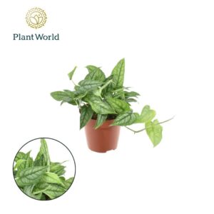 Monstera siltepecana Monstera Siltepecana
(14 Plants/Order)(12cmP 20cmH)