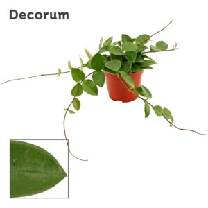 Hoya Hoya 9 cm CV Chouke (Decorum)
(18 Plants/Order)(9cmP 12cmH)