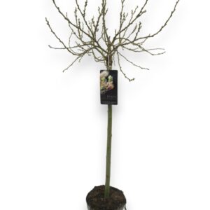 Salix helvetica Salix Helvetica 60cm stam C3/P19
(1 Plants/Order)(19cmP 100cmH)