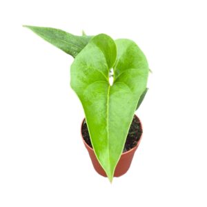 Anthurium Leaf Brownii
(5 Plants/Order)(7cmP 10cmH)