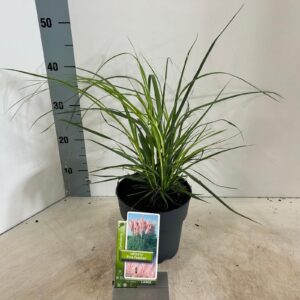 Cortaderia selloana Cortaderia selloana 'Pink Feather'
(1 Plants/Order)(17cmP 40cmH)