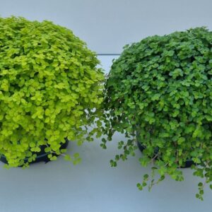 Soleirolia mixed 2 Types 4 Helxine mix
(8 Plants/Order)(11cmP 14cmH)