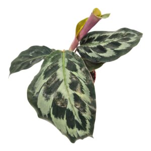 Calathea Calathea Kennedy
(10 Plants/Order)(9cmP 15cmH)