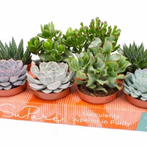 Succulenten mix Succulent mix 12
(8 Plants/Order)(12cmP 12cmH)