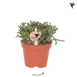 Rhipsalis cereuscula Kolibri Greens Rhipsalis Cereuscula Gold
(14 Plants/Order)(6cmP 9cmH)