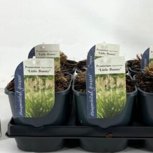Pennisetum alopecuroides Little Bu Pennisetum alopecuroides 'Little Bunny' P17
(6 Plants/Order)(17cmP 15cmH)