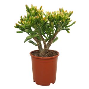 Crassula Horn Tree Crassula TRICOLOR horntree 21 cm
(3 Plants/Order)(21cmP 50cmH)