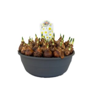 Narcissus Narcissus Avalex
(1 Plants/Order)(27cmP 20cmH)