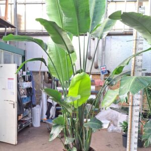 Strelitzia nicolai Strelitzia Nicolai 350
(1 Plants/Order)(55cmP 350cmH)