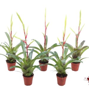 Vriesea other Happy Yellow
(20 Plants/Order)(5.5cmP 20cmH)