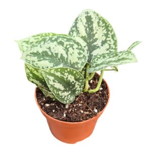 Anthurium Leaf Scindapsus Shimmering Silver
(10 Plants/Order)(9cmP 15cmH)