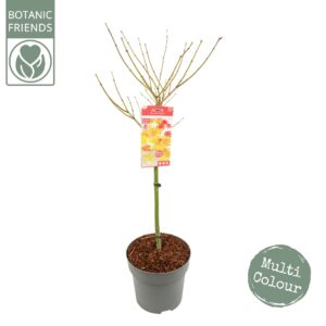 Acer shirasawanum Acer palm. 'Moonrise'
(1 Plants/Order)(29cmP 120cmH)