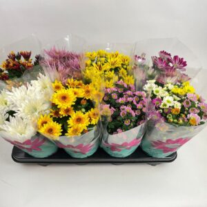 Chrysanthemum Indicum Chrysanthemum Specials mixed Stadium 2
(8 Plants/Order)(14cmP 27cmH)