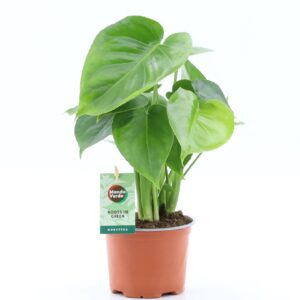 Monstera deliciosa Monstera deliciosa
(8 Plants/Order)(12cmP 40cmH)