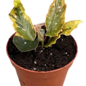 Begonia Begonia Dainty Spray Sport variegated
(7 Plants/Order)(8cmP 12cmH)