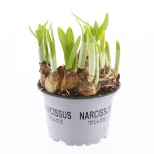 Narcissus Tete a tete Narcissus Tete a tete 12 cm
(10 Plants/Order)(12cmP 15cmH)