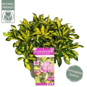 Rhododendron Blattgold'
(1 Plants/Order)(23cmP 45cmH)