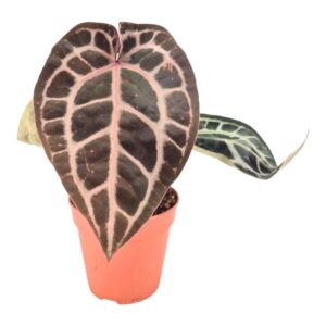 Anthurium Leaf DocBlock Anthurium Michelle® '11' X Michelle® '1'
(10 Plants/Order)(12cmP 40cmH)