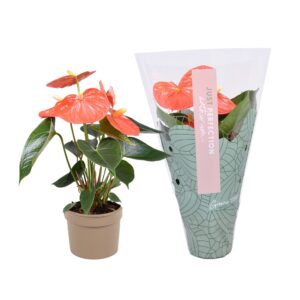 Anthurium Orange Champion Anthurium Orange Champion ''Just perfection®'' (XL-Flowers)
(12 Plants/Order)(9cmP 25cmH)