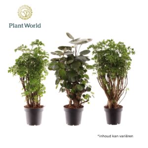 Polyscias Polyscias mixed (2-3 soorten)
(14 Plants/Order)(12cmP 45cmH)