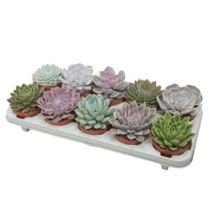 Echeveria mixed Echeveria mix 10,5 cm
(10 Plants/Order)(10.5cmP 14cmH)