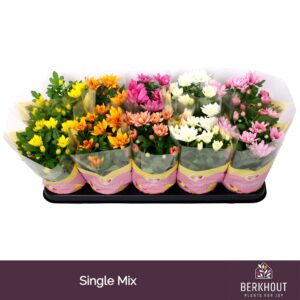 Chrysanthemum Indicum Chrysanthemum Original mix
(14 Plants/Order)(12cmP 26cmH)