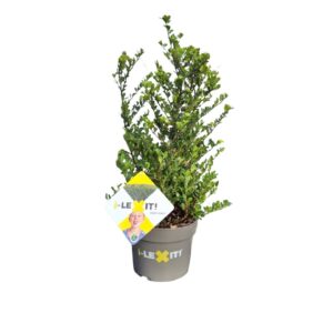Ilex crenata Dark Green Ilex crenata Dark Green, P19, Struik 30-40cm
(1 Plants/Order)(19cmP 45cmH)
