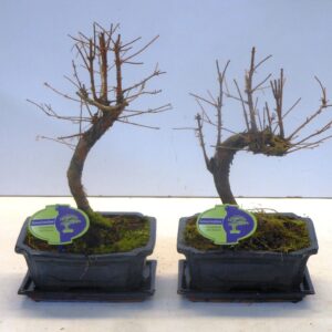 Metasequoia glyptostroboi metasequoia glyptostroboides 19 cm shape, with drip tray
(5 Plants/Order)(20cmP 35cmH)