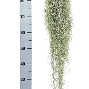 Tillandsia usneoides tillandsia usneoides grey xxl
(6 Plants/Order)(10cmP 100cmH)