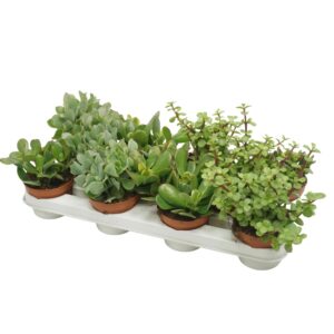 Crassula Crassula mix 10,5 cm
(11 Plants/Order)(10.5cmP 20cmH)