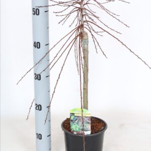 Salix repens Armando Salix repens 'Armando'
(1 Plants/Order)(15cmP 55cmH)