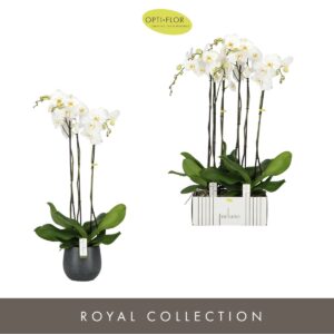 Phalaenopsis white more Ripsen Fortuno Alto 3 spike in Esra Graphite
(2 Plants/Order)(17cmP 110cmH)