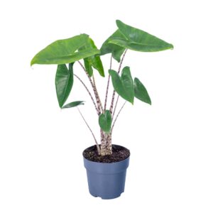 Alocasia zebrina Alocasia Zebrina 17cm
(6 Plants/Order)(17cmP 65cmH)