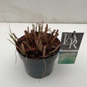 Miscanthus sinensis small Silbers Miscanthus 'Kleine Silberspinne'
(3 Plants/Order)(19cmP 50cmH)