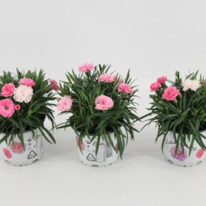 Carnation I Love U Carnation I love U
(15 Plants/Order)(10.5cmP 25cmH)