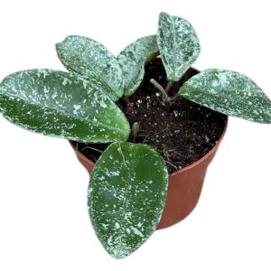Hoya hoya grey ghost
(5 Plants/Order)(10.5cmP 15cmH)