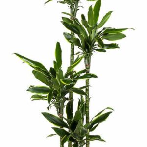 Dracaena Golden Coast Dracaena Gold Coast 120-90-60-30
(1 Plants/Order)(27cmP 180cmH)