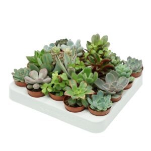 Succulenten mix Succulenten mix 5,5 cm
(20 Plants/Order)(5.5cmP 8cmH)