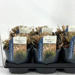 Miscanthus Adagio Miscanthus sinensis Adagio
(6 Plants/Order)(17cmP 60cmH)