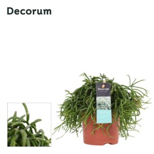 Rhipsalis baccifera 'Oasis' Rhipsalis bacci. Oasis 10,5 cm Decorum
(10 Plants/Order)(10.5cmP 15cmH)