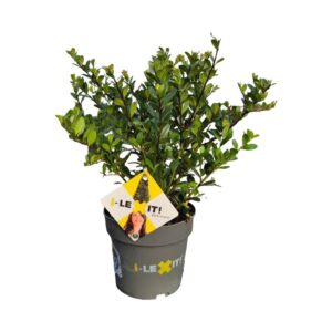 Ilex crenata Dark Green Ilex crenata Dark Green, P14, Struik 15-20cm
(8 Plants/Order)(14cmP 25cmH)