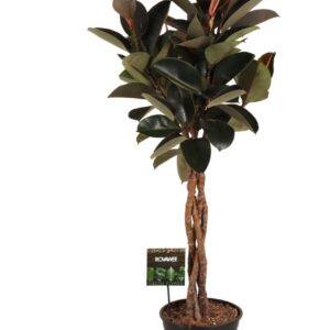 Ficus Burgundy elastica gevlochten stam
(1 Plants/Order)(27cmP 120cmH)