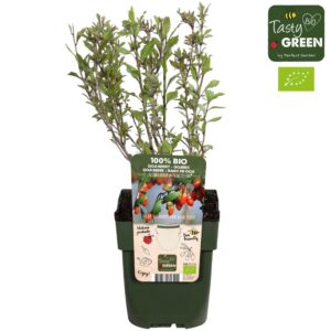 Lycium barbarum Lycium barbarum Princess Tao® Bio P13
(10 Plants/Order)(13cmP 30cmH)