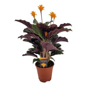 Calathea Tassmania Calathea crocata 'Tassmania' 5/6 BL
(8 Plants/Order)(14cmP 40cmH)