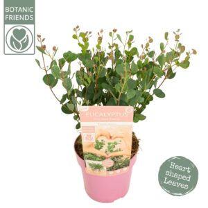 Eucalyptus pulverulenta Eucalyptus websteriana 'Botanic Hearts'
(6 Plants/Order)(15cmP 35cmH)