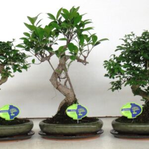 Bonsai mix, indoor, 24cm., shape, with drip tray
(4 Plants/Order)(24cmP 40cmH)