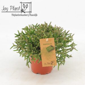 Rhipsalis burchellii Rhipsalis burchelli P10,5
(8 Plants/Order)(10.5cmP 15cmH)