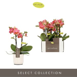 Phalaenopsis Multiflora Optifriend Gwen 2 spike in Lazio White
(6 Plants/Order)(7cmP 25cmH)
